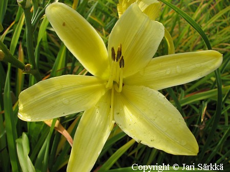 Hemerocallis Hybrida-Ryhm 'Canari', tarhapivnlilja